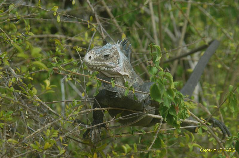 Lesser Antillean Iguana